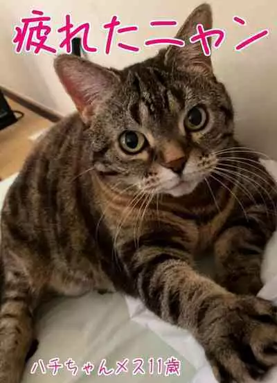 Shoujo no Wazuka ni Ukabu Mune no Fukurami Shoujo Mono Soushuuhen 2