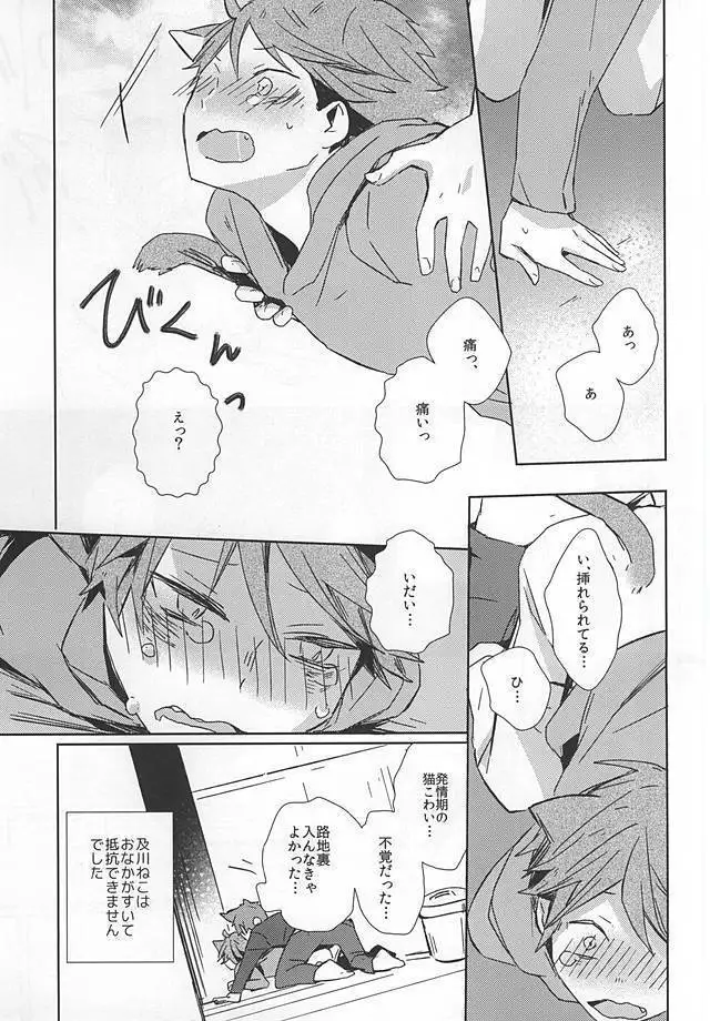 猫になった及川さん